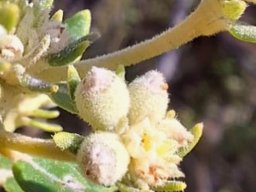 Phylica buxifolia sorts of hairs